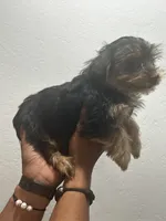 Bear, a male Yorkshire Terrier for sale in Phoenix, AZ – 2 of 3