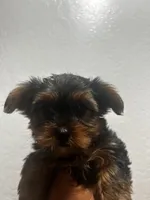 Latte, a female Yorkshire Terrier for sale in Phoenix, AZ – 5 of 7