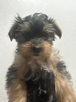 Jazz, a male Yorkshire Terrier for sale in Phoenix, AZ – 5 of 6