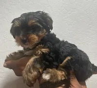 Grizzly, a male Yorkshire Terrier for sale in Phoenix, AZ – 4 of 7