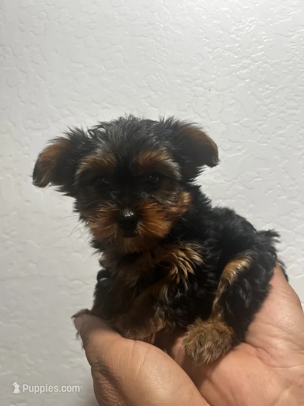 Latte – Yorkshire Terrier puppy for sale in Phoenix, AZ