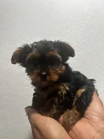 Latte, a female Yorkshire Terrier for sale in Phoenix, AZ – 1 of 7