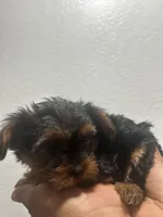 Latte, a female Yorkshire Terrier for sale in Phoenix, AZ – 2 of 7