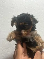 Dixie, a female Yorkshire Terrier for sale in Phoenix, AZ – 5 of 6
