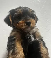 Grizzly, a male Yorkshire Terrier for sale in Phoenix, AZ – 3 of 7