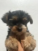 Dixie, a female Yorkshire Terrier for sale in Phoenix, AZ – 4 of 6