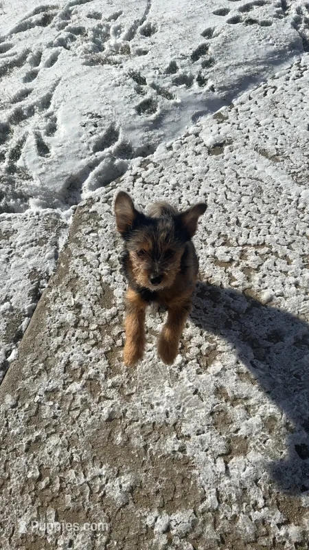 Pluto – Pomeranian, Yorkshire Terrier puppy for sale in Naperville, IL