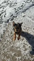 Pluto, a male Pomeranian and Yorkshire Terrier for sale in Naperville, IL – 1 of 3