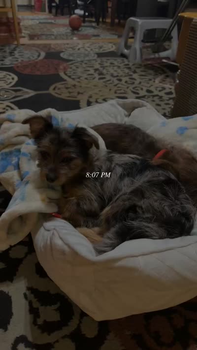 Pluto, a male Pomeranian and Yorkshire Terrier for sale in Naperville, IL – 3 of 3
