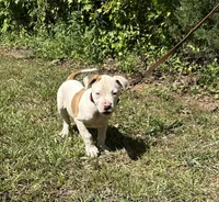 Boss off Working Parents, a male American Bulldog for sale in Covington, GA – Photo 4 of 8