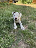 Boss off Working Parents, a male American Bulldog for sale in Covington, GA – Photo 1 of 8