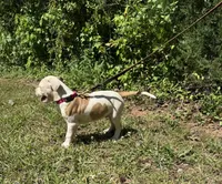 Boss off Working Parents, a male American Bulldog for sale in Covington, GA – Photo 6 of 8
