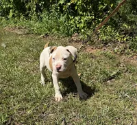 Boss off Working Parents, a male American Bulldog for sale in Covington, GA – Photo 7 of 8