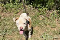 Boss off Working Parents, a male American Bulldog for sale in Covington, GA – Photo 5 of 8