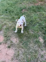 Boss off Working Parents, a male American Bulldog for sale in Covington, GA – Photo 8 of 8