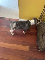 Domino, a male American Bulldog for sale in Covington, GA – Photo 2 of 6