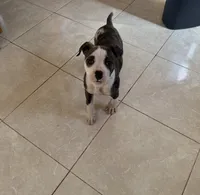 Domino, a male American Bulldog for sale in Covington, GA – Photo 3 of 6