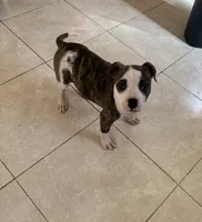 Domino, a male American Bulldog for sale in Covington, GA – Photo 4 of 6