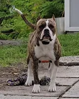 Domino, a male American Bulldog for sale in Covington, GA – Photo 5 of 6