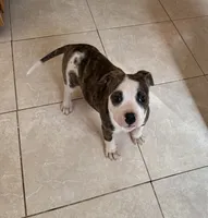 Domino, a male American Bulldog for sale in Covington, GA – Photo 1 of 6