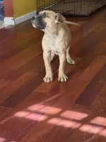 TJ, a male American Bulldog for sale in Covington, GA – Photo 6 of 8