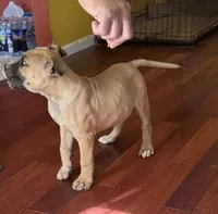 TJ, a male American Bulldog for sale in Covington, GA – Photo 2 of 8