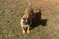 TJ, a male American Bulldog for sale in Covington, GA – Photo 5 of 8