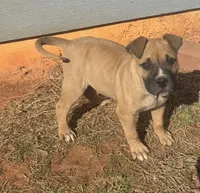 TJ, a male American Bulldog for sale in Covington, GA – Photo 1 of 8