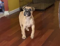 TJ, a male American Bulldog for sale in Covington, GA – Photo 3 of 8