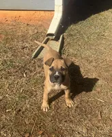 TJ, a male American Bulldog for sale in Covington, GA – Photo 4 of 8