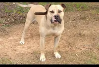 TJ, a male American Bulldog for sale in Covington, GA – Photo 7 of 8