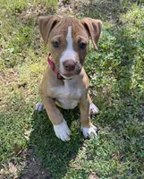 Daisy off Working Parents, a female American Bulldog for sale in Covington, GA – Photo 7 of 7