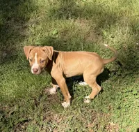 Daisy off Working Parents, a female American Bulldog for sale in Covington, GA – Photo 5 of 7