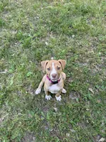 Daisy off Working Parents, a female American Bulldog for sale in Covington, GA – Photo 4 of 7