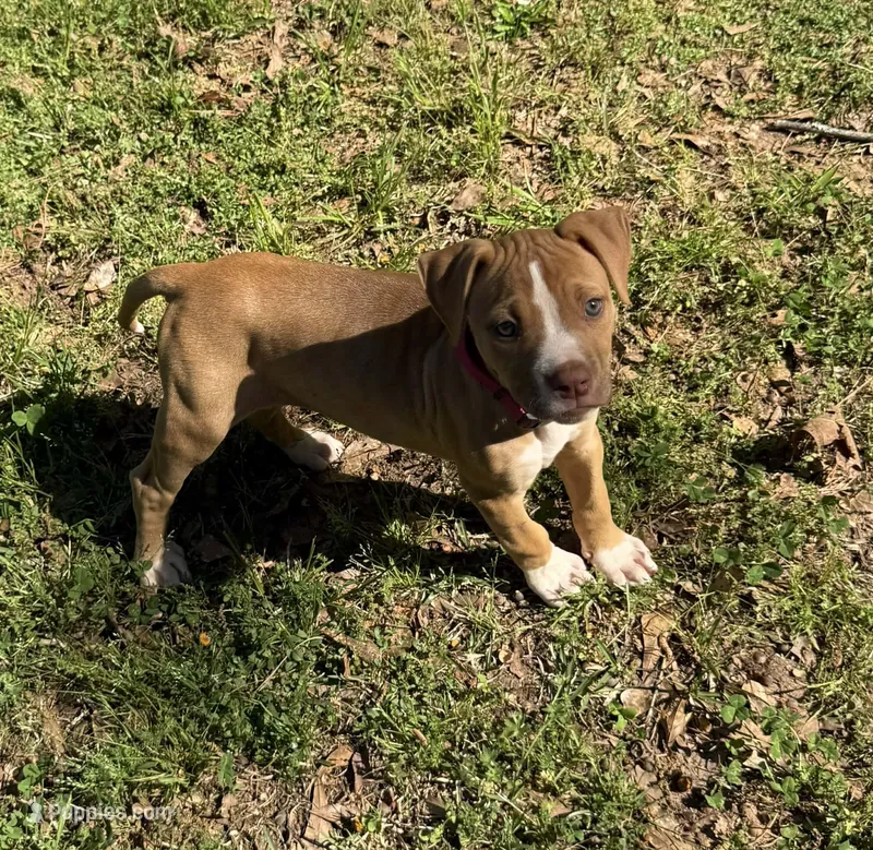 Daisy off Working Parents – American Bulldog puppy for sale in Covington, GA