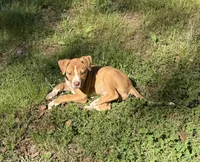 Daisy off Working Parents, a female American Bulldog for sale in Covington, GA – Photo 6 of 7