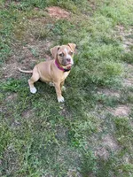Minnie off Working Parents, a female American Bulldog for sale in Covington, GA – Photo 6 of 7