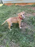 Minnie off Working Parents, a female American Bulldog for sale in Covington, GA – Photo 5 of 7
