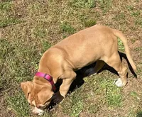 Minnie off Working Parents, a female American Bulldog for sale in Covington, GA – Photo 7 of 7