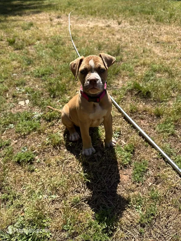 Minnie off Working Parents – American Bulldog puppy for sale in Covington, GA