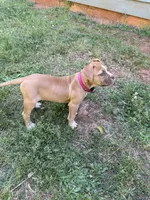 Minnie off Working Parents, a female American Bulldog for sale in Covington, GA – Photo 2 of 7