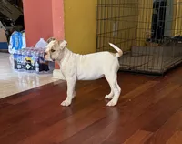 Cinderella, a female American Bulldog for sale in Covington, GA – Photo 2 of 10