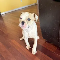 Cinderella, a female American Bulldog for sale in Covington, GA – Photo 7 of 10