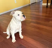 Cinderella, a female American Bulldog for sale in Covington, GA – Photo 6 of 10