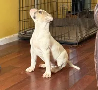 Cinderella, a female American Bulldog for sale in Covington, GA – Photo 4 of 10