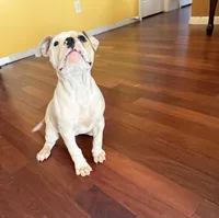 Cinderella, a female American Bulldog for sale in Covington, GA – Photo 8 of 10