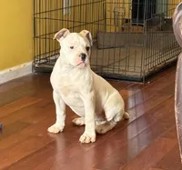 Cinderella, a female American Bulldog for sale in Covington, GA – Photo 3 of 10