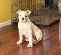 Cinderella, a female American Bulldog for sale in Covington, GA – Photo 1 of 10