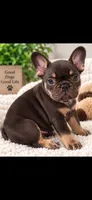 Burrito, a male French Bulldog for sale in Mobile, AL – 1 of 3