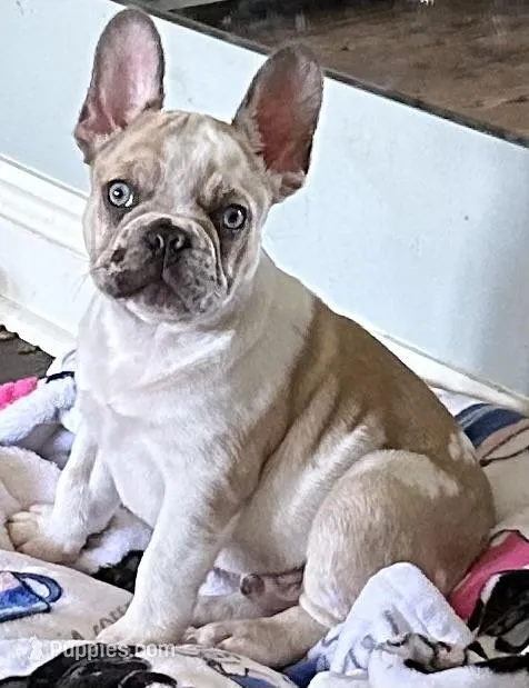 King Cake, a male French Bulldog for sale in Mobile, AL – Photo 1 of 5